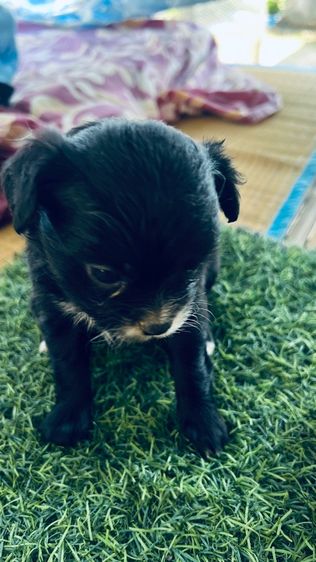 หาบ้าน รูปที่ 3