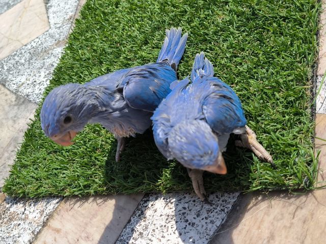 ริงน็ค โคบอลต์ พร้อมใบเช็คเพศ รูปที่ 2