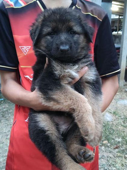 น้องเยอรมันหาบ้านเริ่มต้นที่6,500-7,500สุขภาพแข็งแรงเกิด18ม.ค.ผู้ปกครองท่านใดสนใจติดต่อ0813643194น้องหมาของพ.ต.ประโลม ขุนจันทร์ดีอยู่ที่ศูนย์การสุนัขทหาร