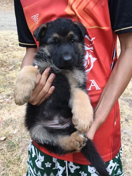 น้องเยอรมันหาบ้านเริ่มต้นที่6,500-7,500สุขภาพแข็งแรงเกิด18ม.ค.ผู้ปกครองท่านใดสนใจติดต่อ0813643194น้องหมาของพ.ต.ประโลม ขุนจันทร์ดีอยู่ที่ศูนย์การสุนัขทหาร รูปที่ 18