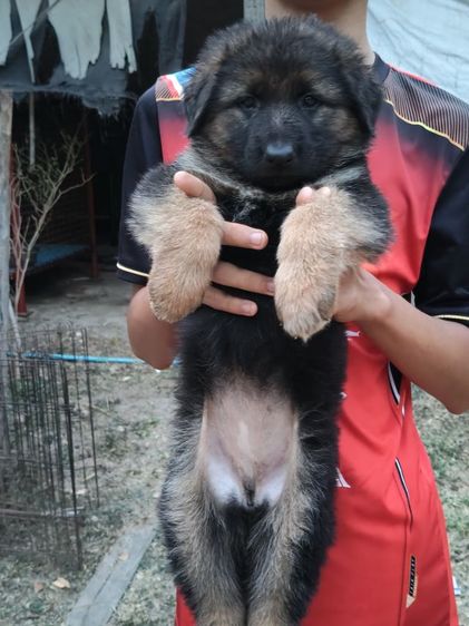 น้องเยอรมันหาบ้านเริ่มต้นที่6,500-7,500สุขภาพแข็งแรงเกิด18ม.ค.ผู้ปกครองท่านใดสนใจติดต่อ0813643194น้องหมาของพ.ต.ประโลม ขุนจันทร์ดีอยู่ที่ศูนย์การสุนัขทหาร รูปที่ 4