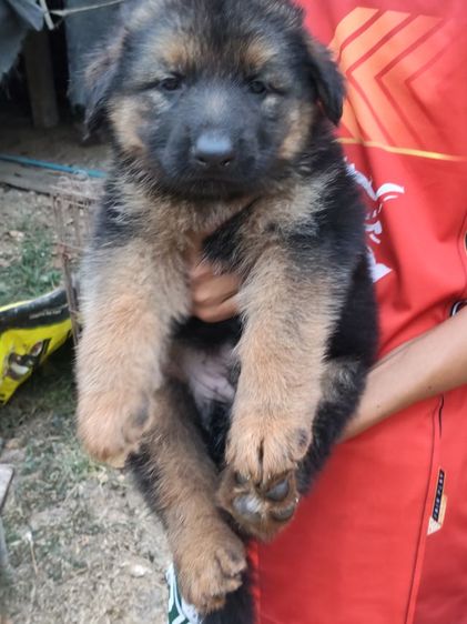 น้องเยอรมันหาบ้านเริ่มต้นที่6,500-7,500สุขภาพแข็งแรงเกิด18ม.ค.ผู้ปกครองท่านใดสนใจติดต่อ0813643194น้องหมาของพ.ต.ประโลม ขุนจันทร์ดีอยู่ที่ศูนย์การสุนัขทหาร รูปที่ 12