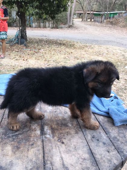 น้องเยอรมันหาบ้านเริ่มต้นที่6,500-7,500สุขภาพแข็งแรงเกิด18ม.ค.ผู้ปกครองท่านใดสนใจติดต่อ0813643194น้องหมาของพ.ต.ประโลม ขุนจันทร์ดีอยู่ที่ศูนย์การสุนัขทหาร รูปที่ 14