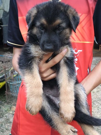 น้องเยอรมันหาบ้านเริ่มต้นที่6,500-7,500สุขภาพแข็งแรงเกิด18ม.ค.ผู้ปกครองท่านใดสนใจติดต่อ0813643194น้องหมาของพ.ต.ประโลม ขุนจันทร์ดีอยู่ที่ศูนย์การสุนัขทหาร รูปที่ 9