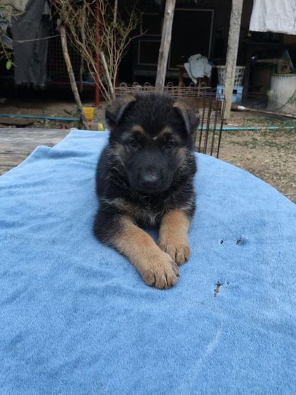 น้องเยอรมันหาบ้านเริ่มต้นที่6,500-7,500สุขภาพแข็งแรงเกิด18ม.ค.ผู้ปกครองท่านใดสนใจติดต่อ0813643194น้องหมาของพ.ต.ประโลม ขุนจันทร์ดีอยู่ที่ศูนย์การสุนัขทหาร รูปที่ 16