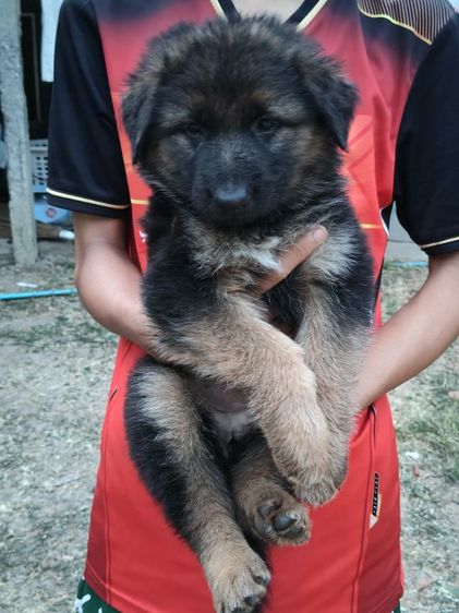 น้องเยอรมันหาบ้านเริ่มต้นที่6,500-7,500สุขภาพแข็งแรงเกิด18ม.ค.ผู้ปกครองท่านใดสนใจติดต่อ0813643194น้องหมาของพ.ต.ประโลม ขุนจันทร์ดีอยู่ที่ศูนย์การสุนัขทหาร รูปที่ 3