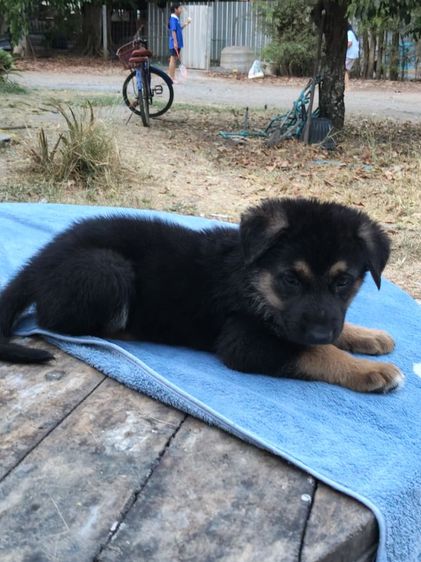 น้องเยอรมันหาบ้านเริ่มต้นที่6,500-7,500สุขภาพแข็งแรงเกิด18ม.ค.ผู้ปกครองท่านใดสนใจติดต่อ0813643194น้องหมาของพ.ต.ประโลม ขุนจันทร์ดีอยู่ที่ศูนย์การสุนัขทหาร รูปที่ 7