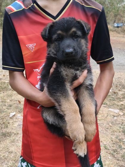 น้องเยอรมันหาบ้านเริ่มต้นที่6,500-7,500สุขภาพแข็งแรงเกิด18ม.ค.ผู้ปกครองท่านใดสนใจติดต่อ0813643194น้องหมาของพ.ต.ประโลม ขุนจันทร์ดีอยู่ที่ศูนย์การสุนัขทหาร รูปที่ 17
