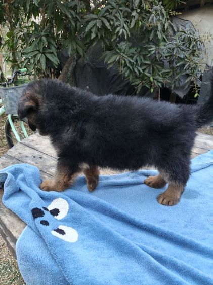 น้องเยอรมันหาบ้านเริ่มต้นที่6,500-7,500สุขภาพแข็งแรงเกิด18ม.ค.ผู้ปกครองท่านใดสนใจติดต่อ0813643194น้องหมาของพ.ต.ประโลม ขุนจันทร์ดีอยู่ที่ศูนย์การสุนัขทหาร รูปที่ 15