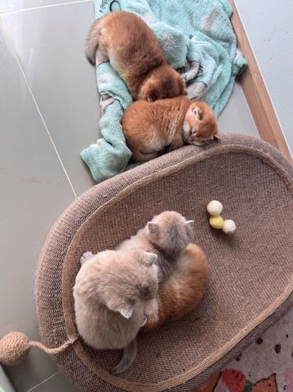 บริติช ชอทแฮร์ รูปที่ 6