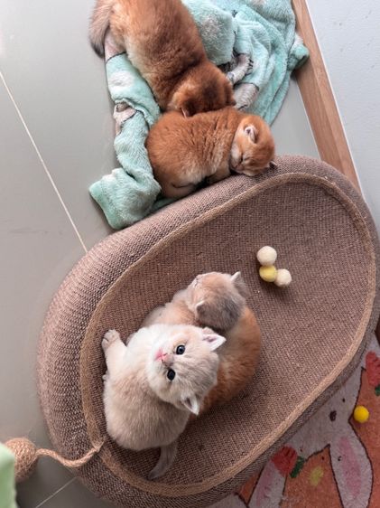 บริติช ชอทแฮร์ รูปที่ 8