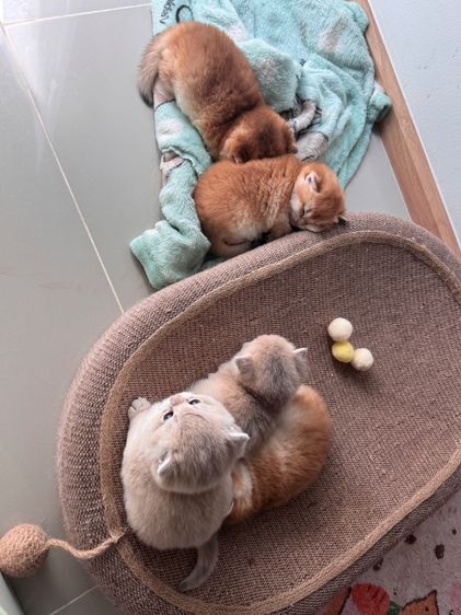 บริติช ชอทแฮร์ รูปที่ 7