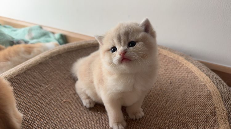 บริติช ชอทแฮร์