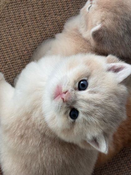 บริติช ชอทแฮร์ รูปที่ 4