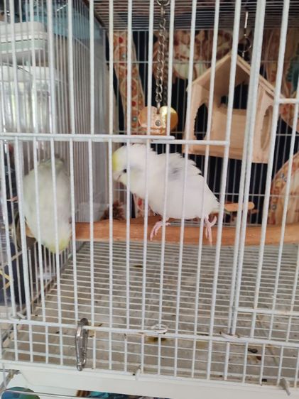 ฟอพัสผู้เมีย1คู่เชื่องคน รูปที่ 6