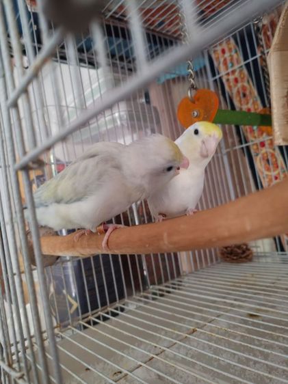 ฟอพัสผู้เมีย1คู่เชื่องคน รูปที่ 3