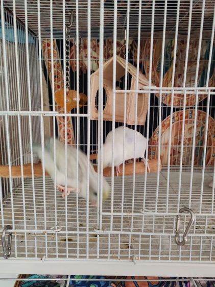 ฟอพัสผู้เมีย1คู่เชื่องคน รูปที่ 4