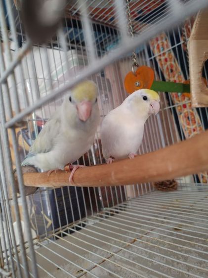 ฟอพัสผู้เมีย1คู่เชื่องคน รูปที่ 5