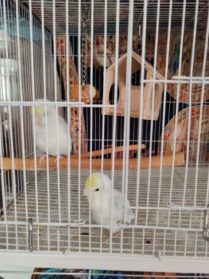 ฟอพัสผู้เมีย1คู่เชื่องคน รูปที่ 8