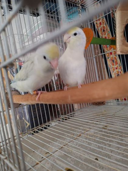 ฟอพัสผู้เมีย1คู่เชื่องคน รูปที่ 2