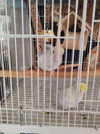 ฟอพัสผู้เมีย1คู่เชื่องคน รูปที่ 7