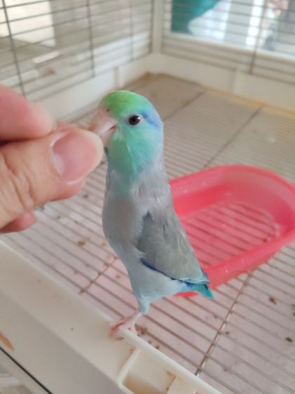 ฟอพัเพศผู้2ตัวเชื่องคน รูปที่ 11