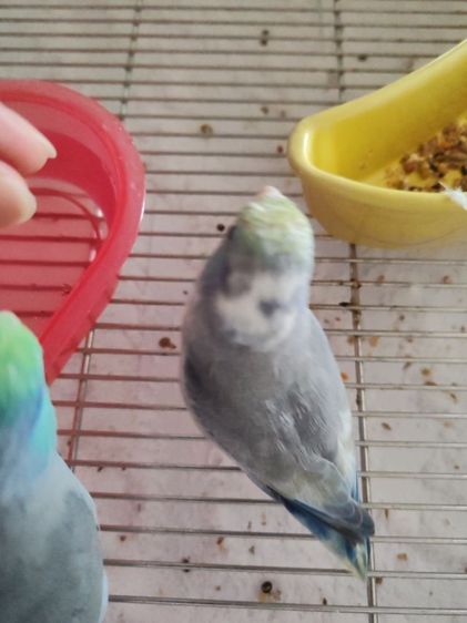 ฟอพัเพศผู้2ตัวเชื่องคน รูปที่ 10