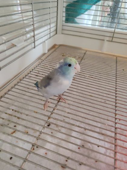 ฟอพัเพศผู้2ตัวเชื่องคน รูปที่ 3