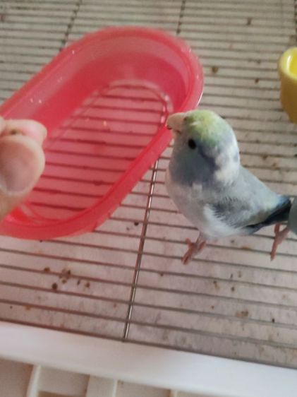 ฟอพัเพศผู้2ตัวเชื่องคน รูปที่ 9