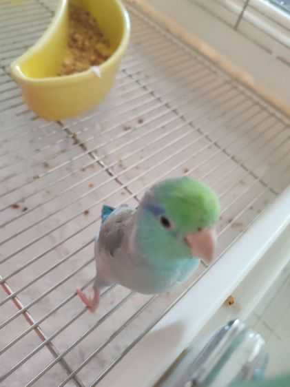 ฟอพัเพศผู้2ตัวเชื่องคน รูปที่ 4