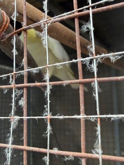 นก แก้ว รูปที่ 5