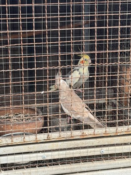 นก แก้ว รูปที่ 7