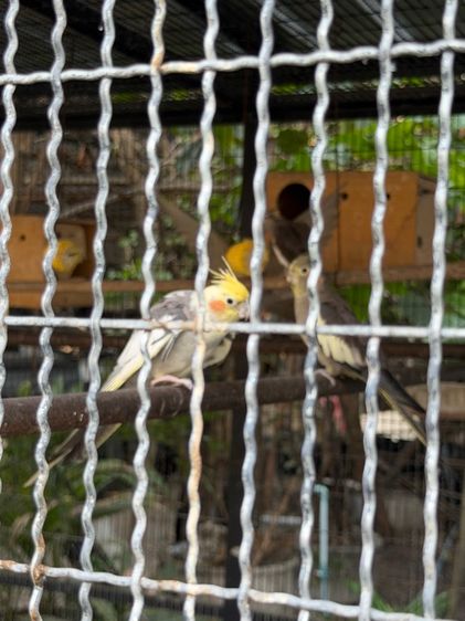 นก แก้ว รูปที่ 3