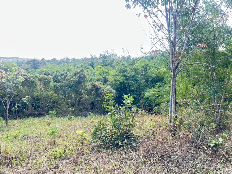 🌄 ที่ดินเพื่อการลงทุน ทำเลท่องเที่ยว ทองผาภูมิ รูปที่ 4