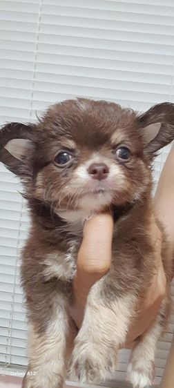 ชิวาว่า ขนสั้น ขนยาว