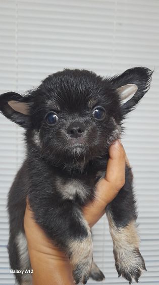 ชิวาว่า ขนสั้น ขนยาว รูปที่ 12