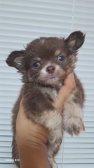 ชิวาว่า ขนสั้น ขนยาว รูปที่ 10