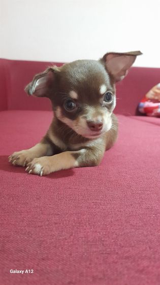 ชิวาว่า ขนสั้น ขนยาว รูปที่ 14