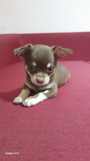 ชิวาว่า ขนสั้น ขนยาว รูปที่ 3