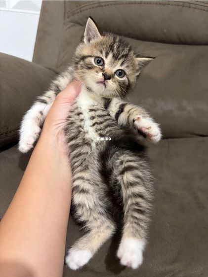 สก๊อตติชแท้ รูปที่ 2