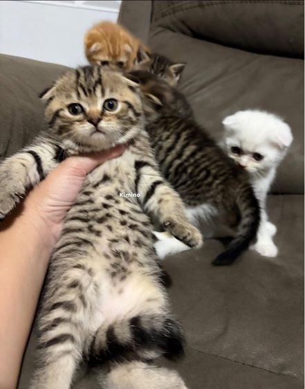 สก๊อตติชแท้