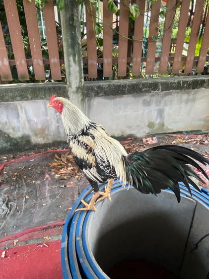 ไก่พม่า