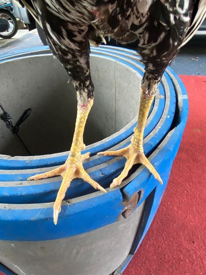 ไก่พม่า รูปที่ 4