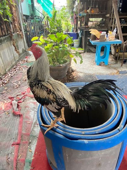 ไก่พม่า รูปที่ 3