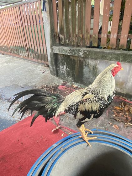 ไก่พม่า รูปที่ 5
