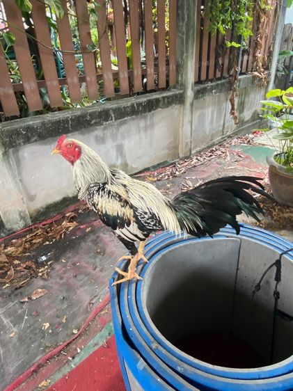 ไก่พม่า รูปที่ 7