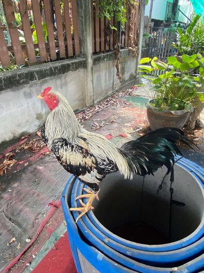 ไก่พม่า รูปที่ 8
