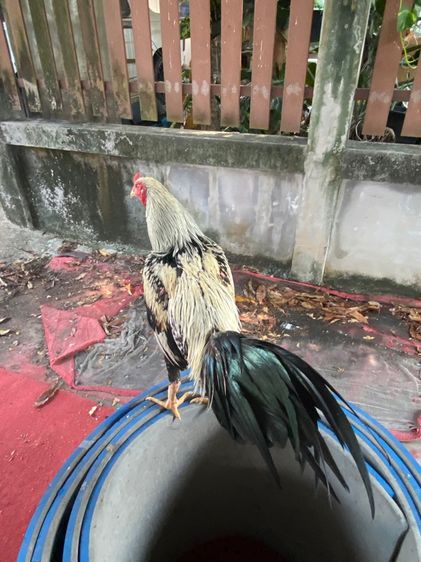 ไก่พม่า รูปที่ 2