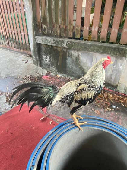 ไก่พม่า รูปที่ 6