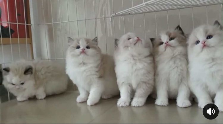 แร็กดอลล์ (Ragdoll) แมว แร็กดอล คอกใหม่รอนำเข้าชอบคนไหนทักด่วน